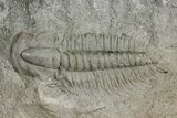 Cambrian Trilobite (Termierella) With Pos/Neg - Issafen, Morocco #170925-1